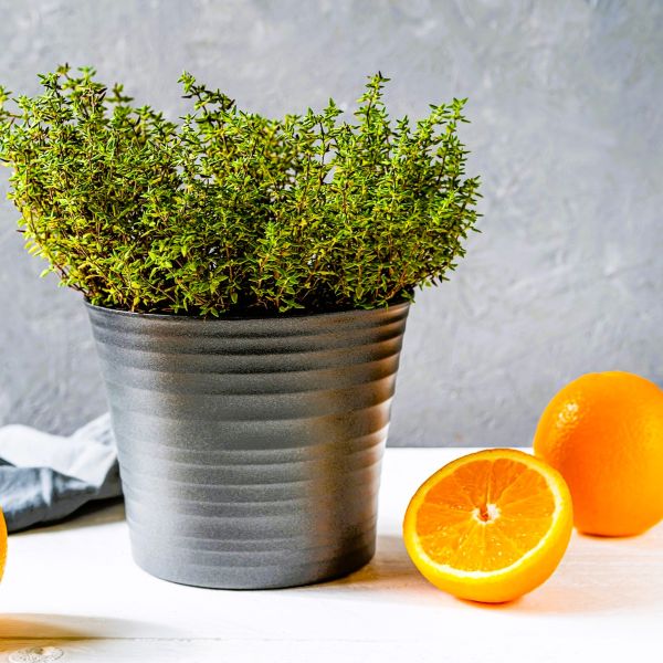 Weekly 25% OFF Plant Sales Collection!